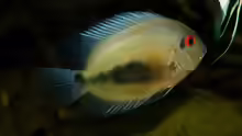 Uaru