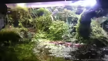 Umbau zum Paludarium