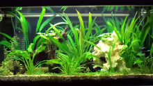 Unser Aquarium 200 l