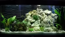 Unser neues Aquarium