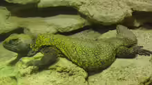 Uromastyx nigriventris