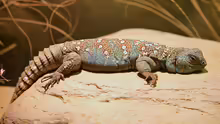 Uromastyx ocellata