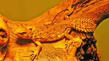 Uromastyx princeps