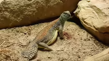 Uromastyx thomasi