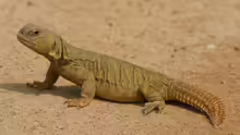 Uromastyx yemenensis