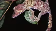Uroplatus fimbriatus