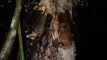 Uroplatus guentheri