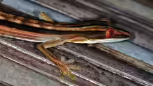Uroplatus lineatus