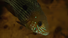 Userbild von Cichlid Power
