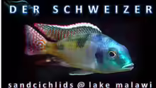 Userbild von Der Schweizer