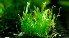 Utricularia graminifolia 