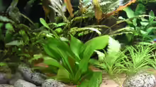v.: Echinodorus, h: Cryptocoryne Aug.08