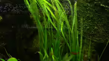 Vallisneria americana