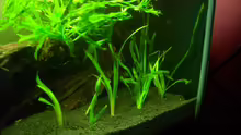 Vallisneria tortifolia - 31.03.2010