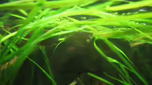 Vallisneria unter der Wasseroberfläche
