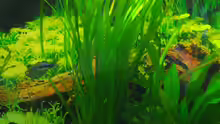 Vallisneria