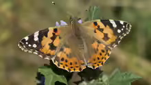 Vanessa cardui