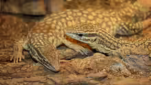 Varanus acanthurus