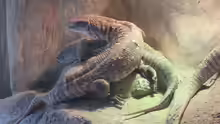 Varanus exanthematicus