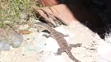 Varanus glauerti