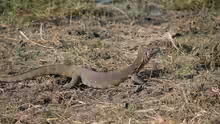 Varanus niloticus