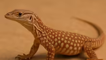 Varanus pilbarensis