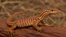 Varanus primordius