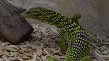 Varanus reisingeri