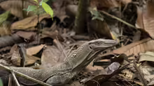 Varanus rudicollis