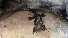 Varanus salvator