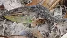 Varanus timorensis