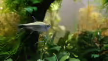 Hemigrammus rodwayi