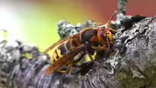 Vespa crabro