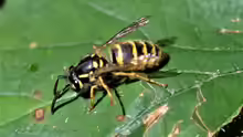 Vespula vulgaris