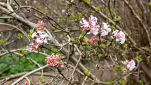 Viburnum farreri
