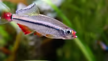 Tanichthys micagemmae