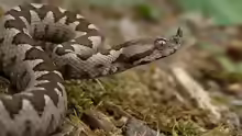 Vipera ammodytes