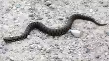 Vipera aspis