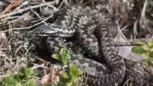 Vipera berus
