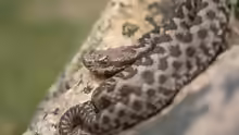 Vipera latastei