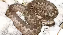 Vipera ursinii