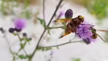 Volucella zonaria