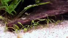 Vorne die cryptocoryne parva