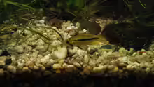 Weibchen Apistogramma cacatuoides