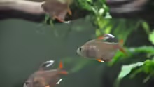 Hyphessobrycon rosaceus