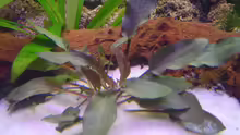 Wendts Wasserkelch braun (Cryptocoryne wendtii)