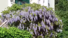 Wisteria floribunda