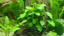 Wurzelholz mit Anubias