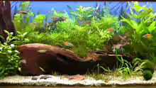 www.3D-aquarium.de.vu