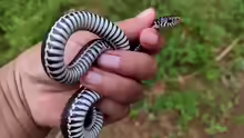 Xenochrophis vittatus
